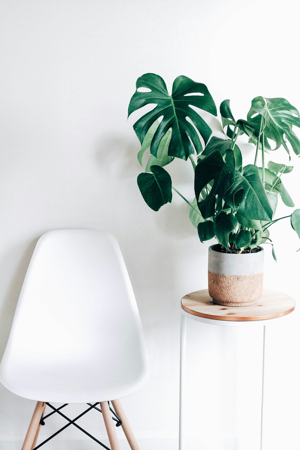 Indoor Plants