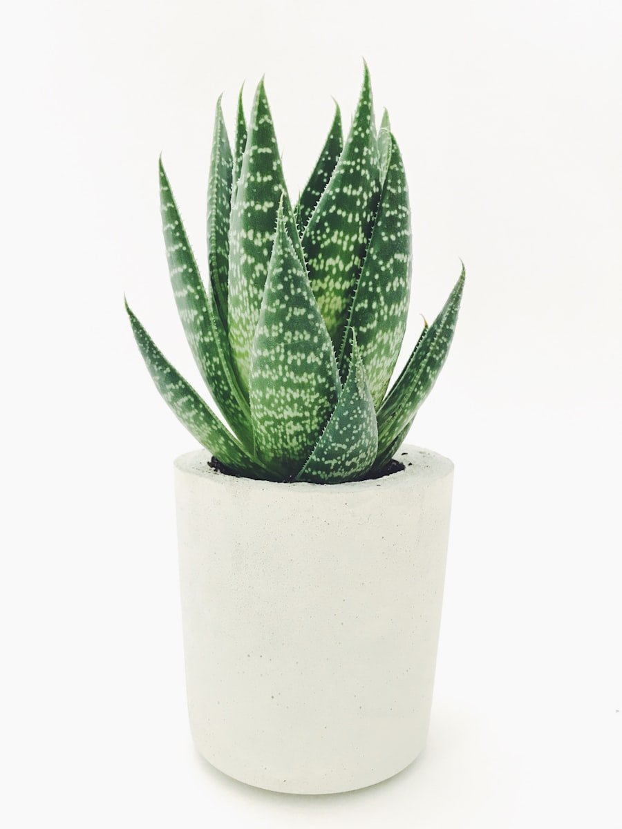 Lush aloe and succulents at Mangi Greens
