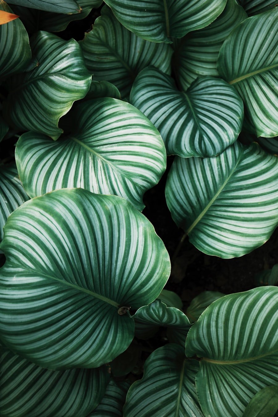 Trailing vines in soft light