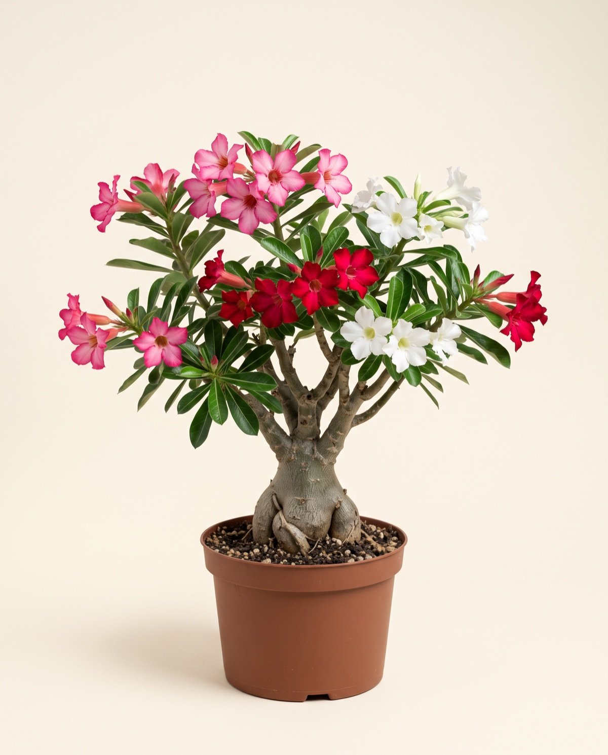 Adenium Grafted, Multicolour (with pot)
