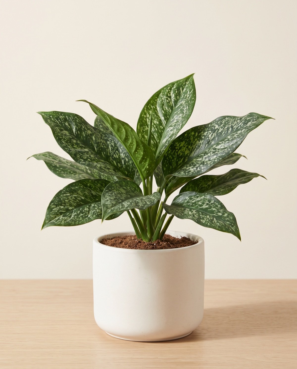 Aglaonema – White Dust (7-inch pot)