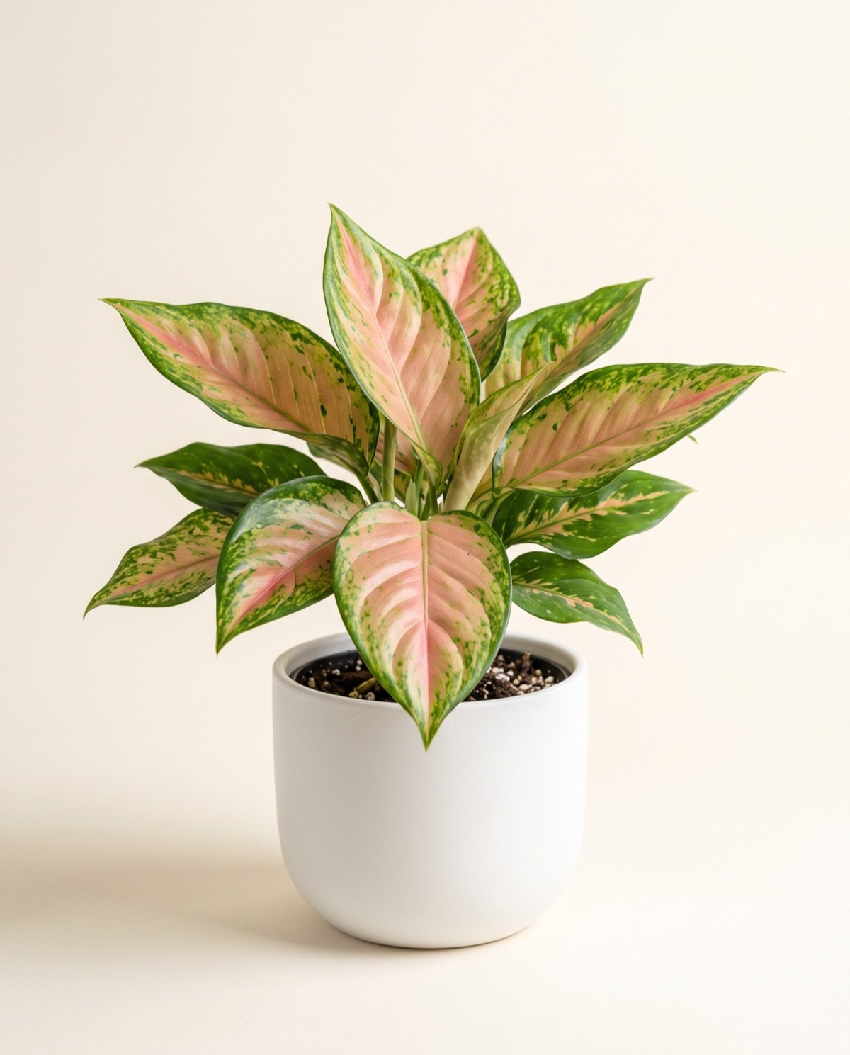 Aglaonema – Katrina (with pot)