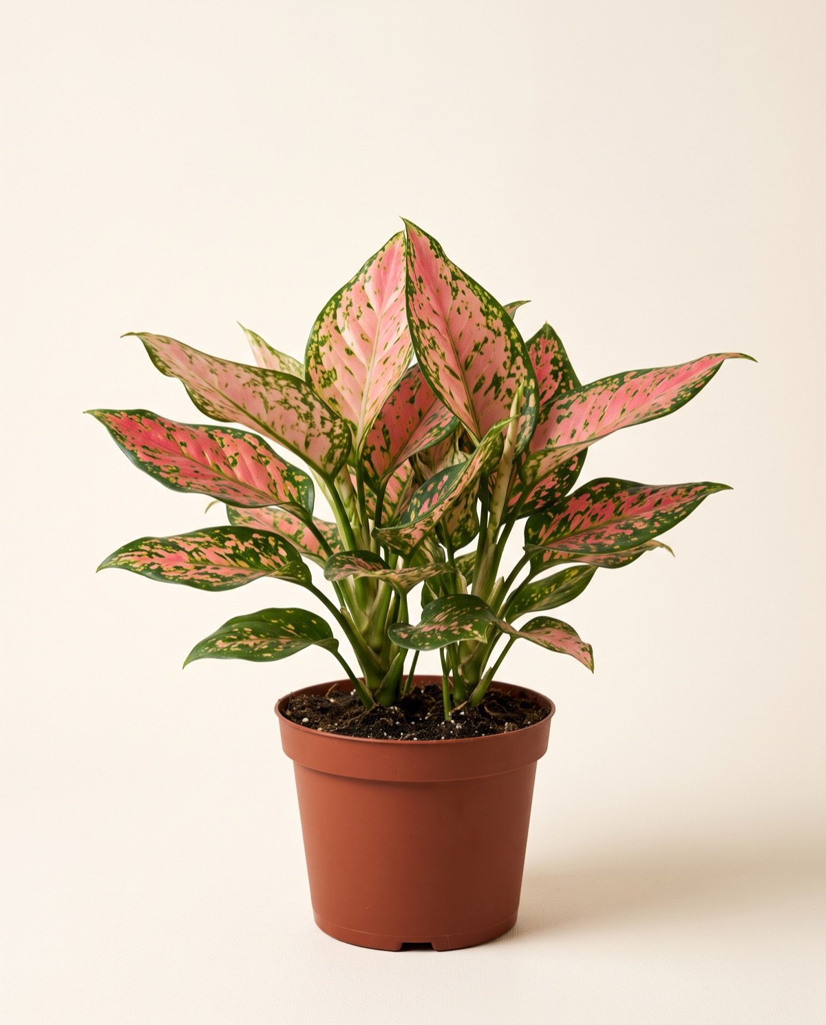 Aglaonema Malay (pot options)
