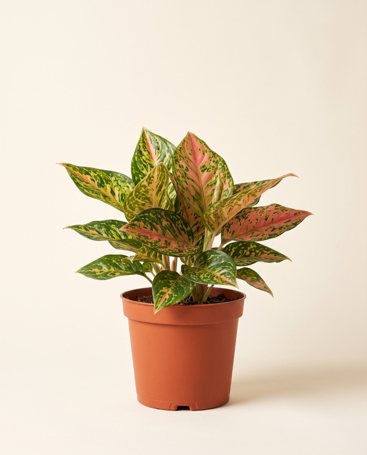 Aglaonema – Indo Princess (7-inch pot)