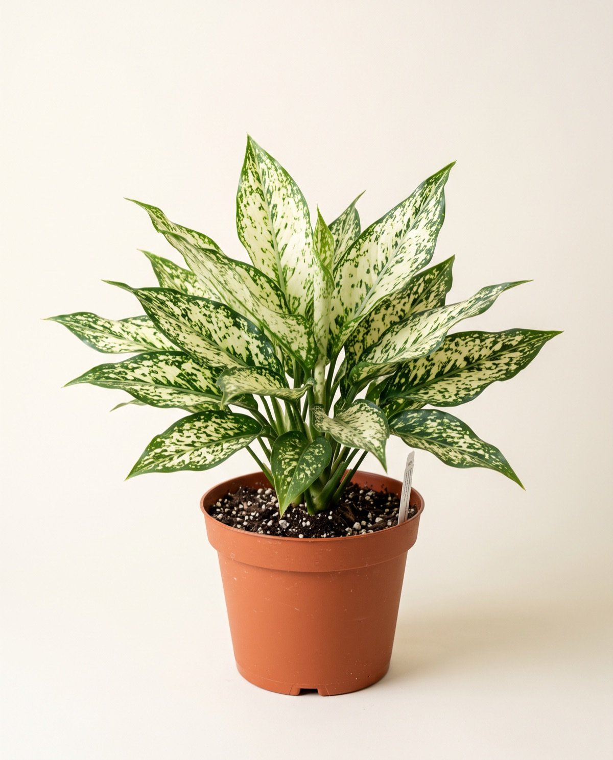 Aglaonema Super White – Siam Paragon (10-inch pot)