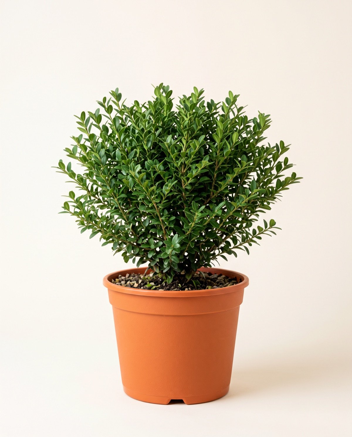Amarus Plant (with 8-inch plastic pot)
