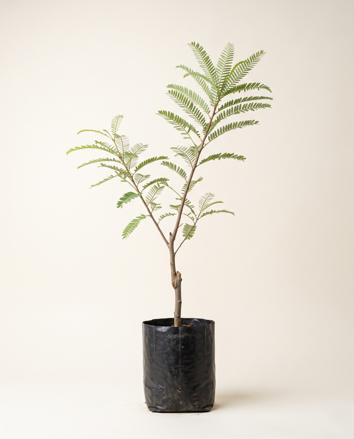 Amla Tree – Grafted, smaller (without pot, 3–4 ft)