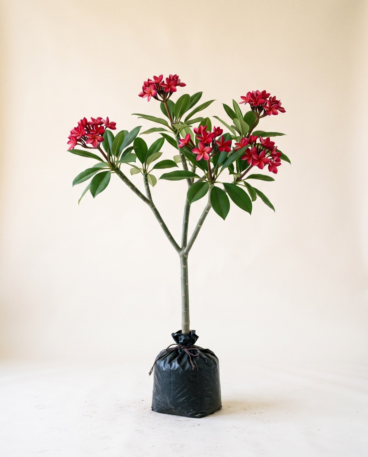 Champa – Red/Dark Pink (without pot, height 4 ft)