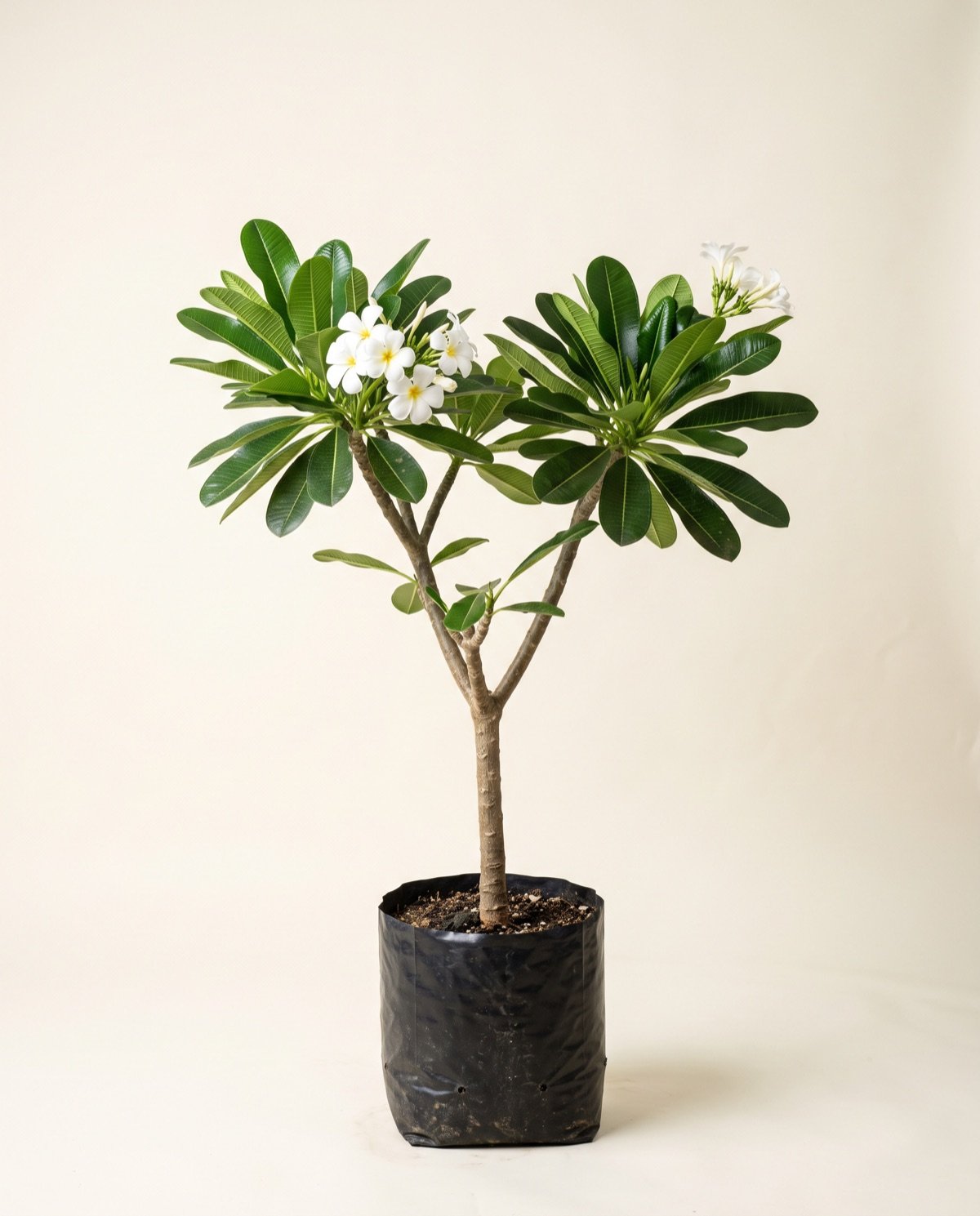 Champa – White (approx 4 ft, without pot)