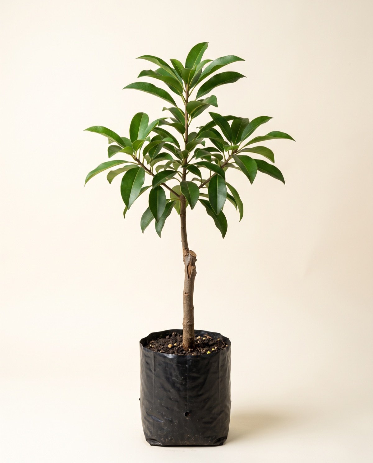 Chikoo – Fruit Tree (without pot)