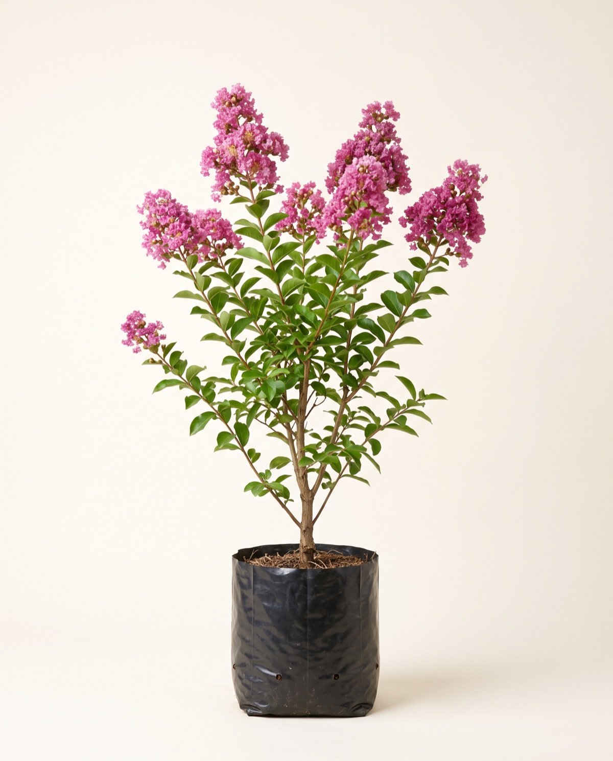 Crepe Myrtle / Lagerstroemia (without pot)