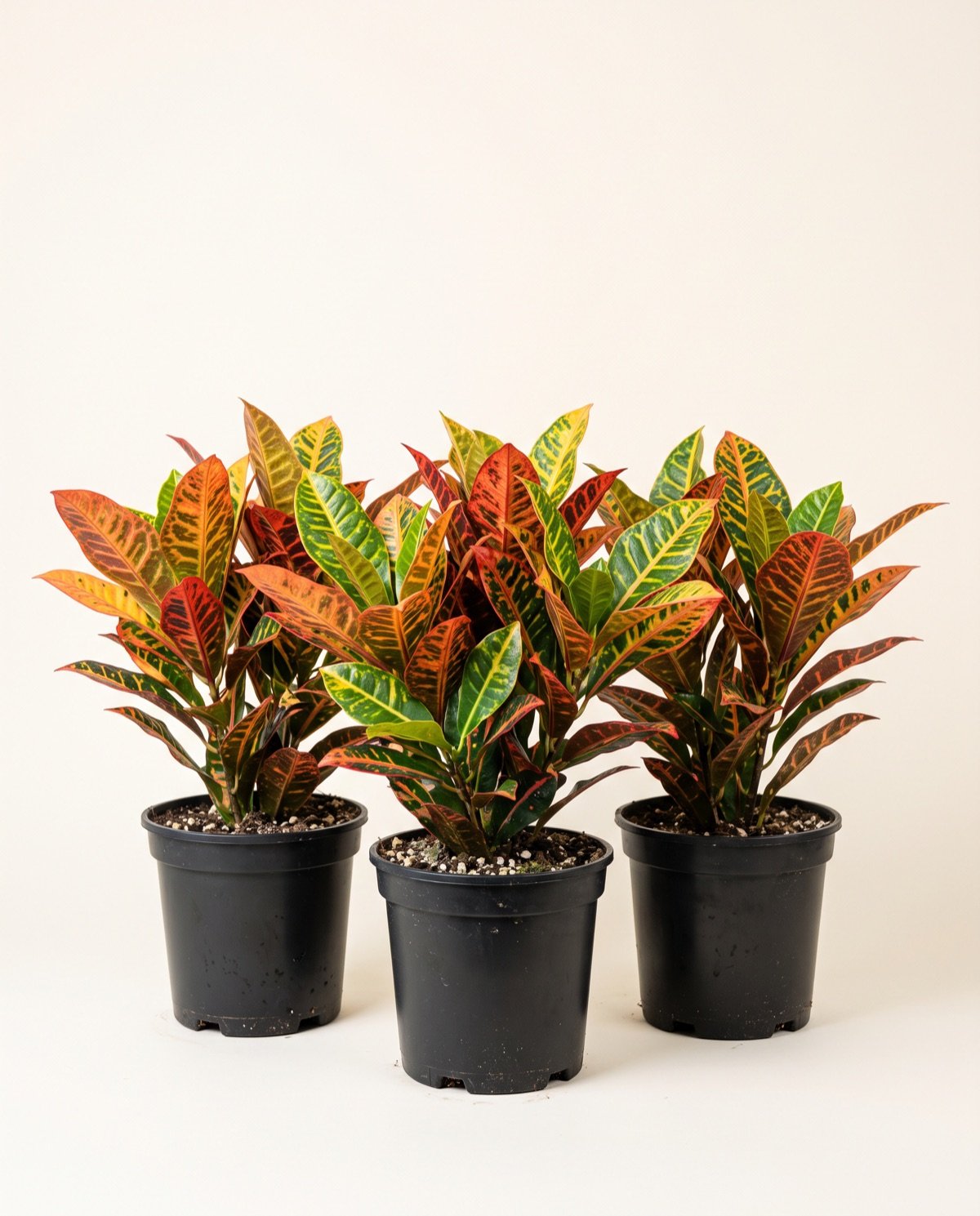 Pack of 3 – Croton Plants