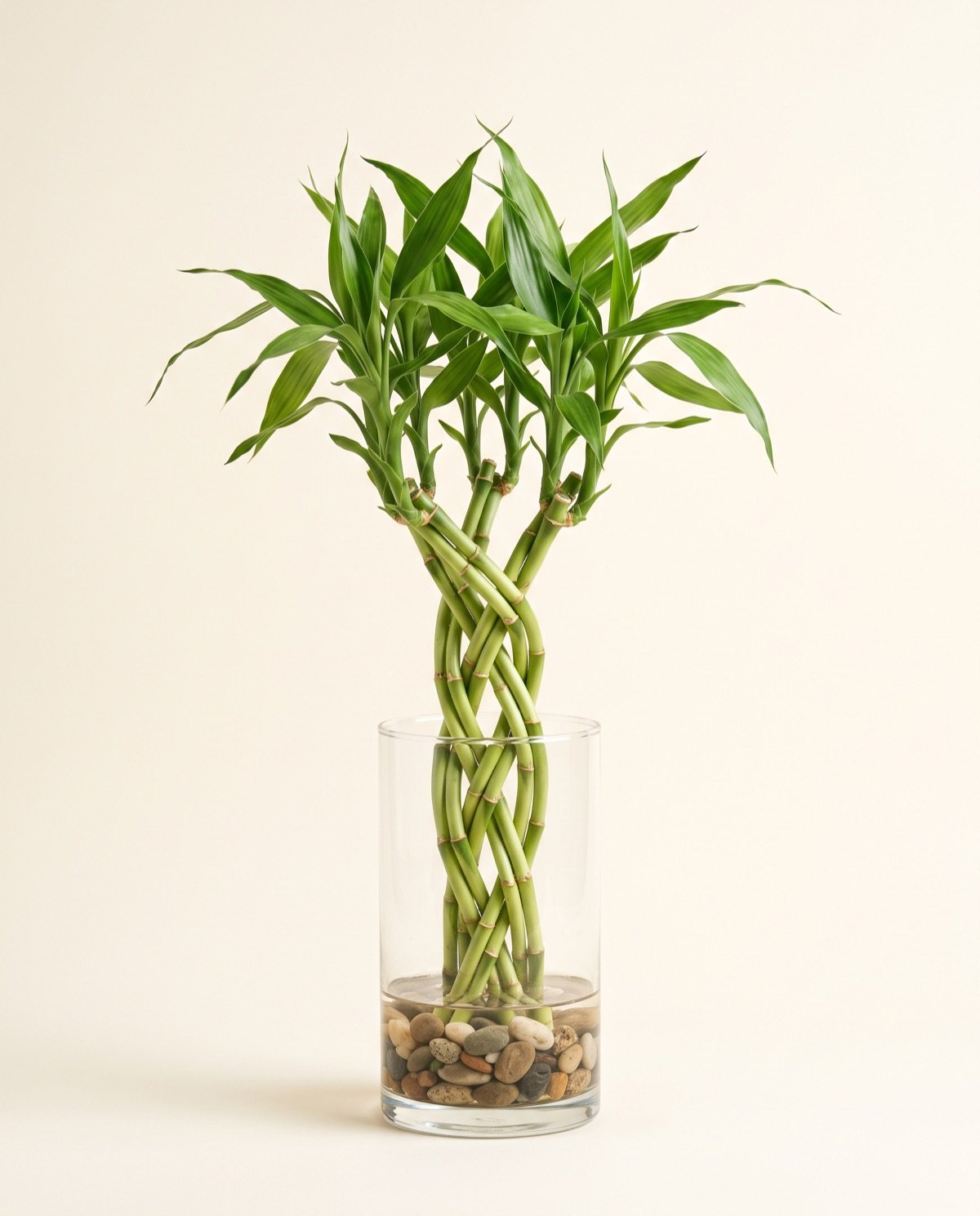 Dancing Bamboo Sticks (per stick, with glass vase)