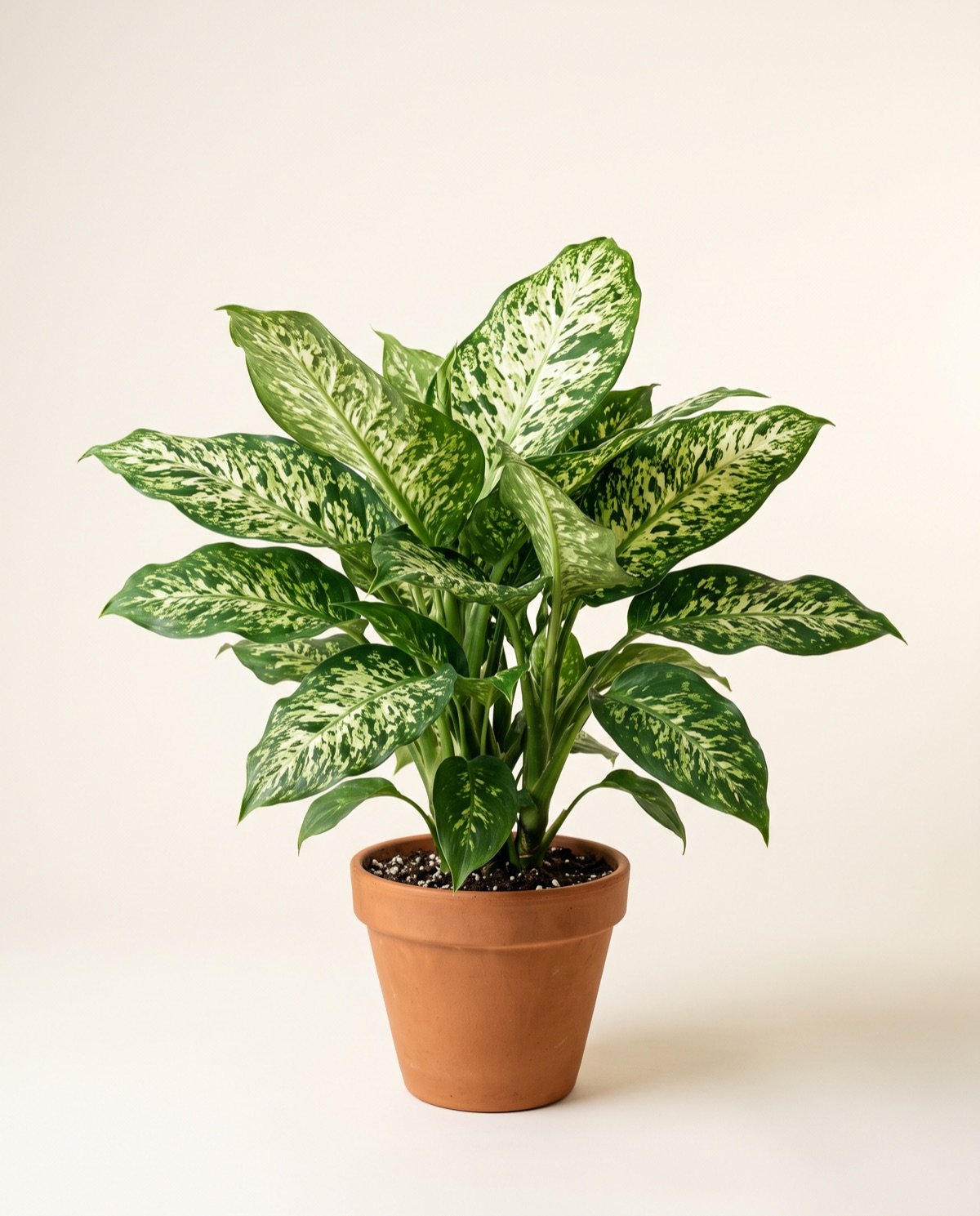 Dieffenbachia – Starbright (pot options)