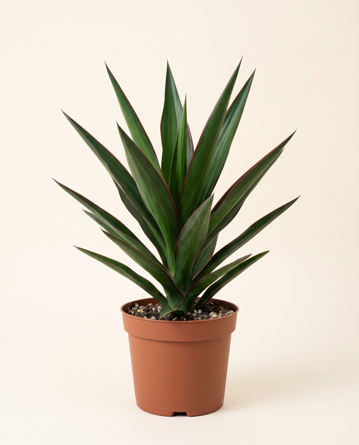 Dracaena Carmen (pot options)