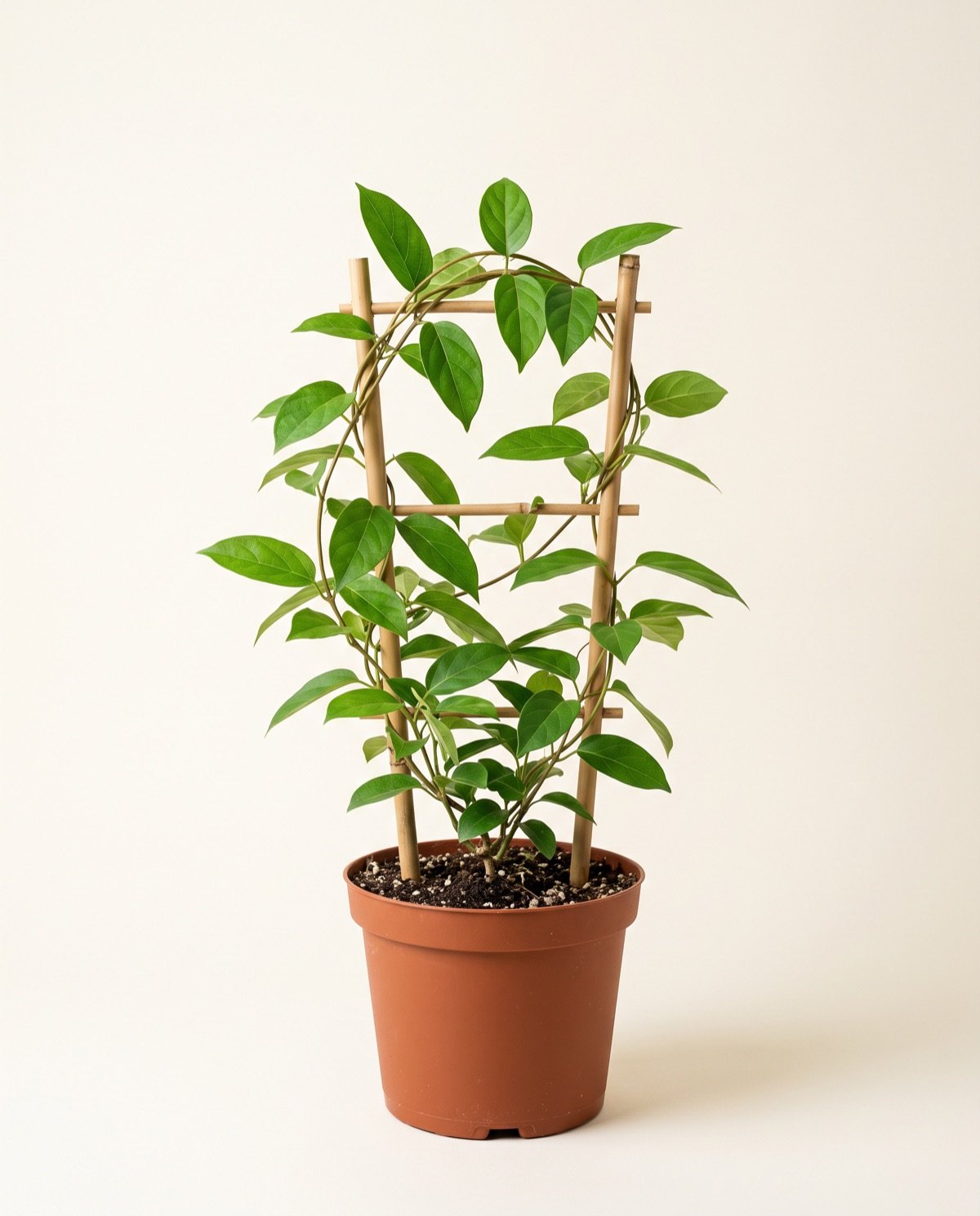 Gudmar/Gurmar Plant (8-inch pot)