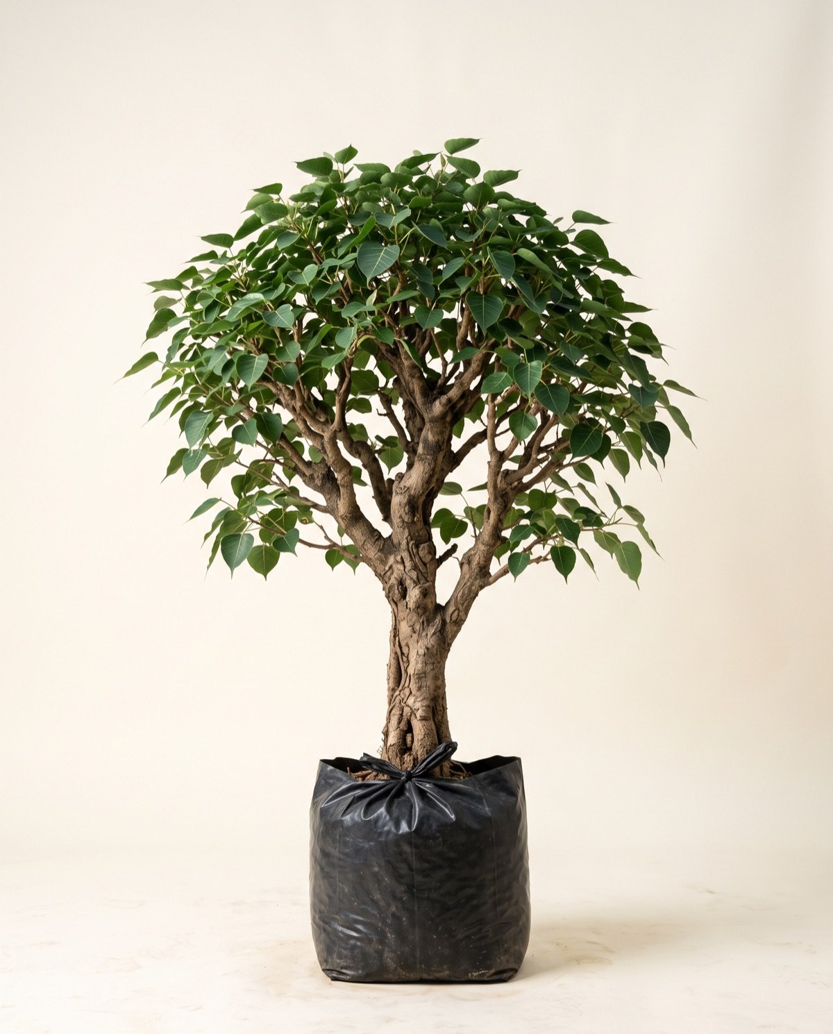 Kalpavraksh Tree (3–4 ft, without pot)