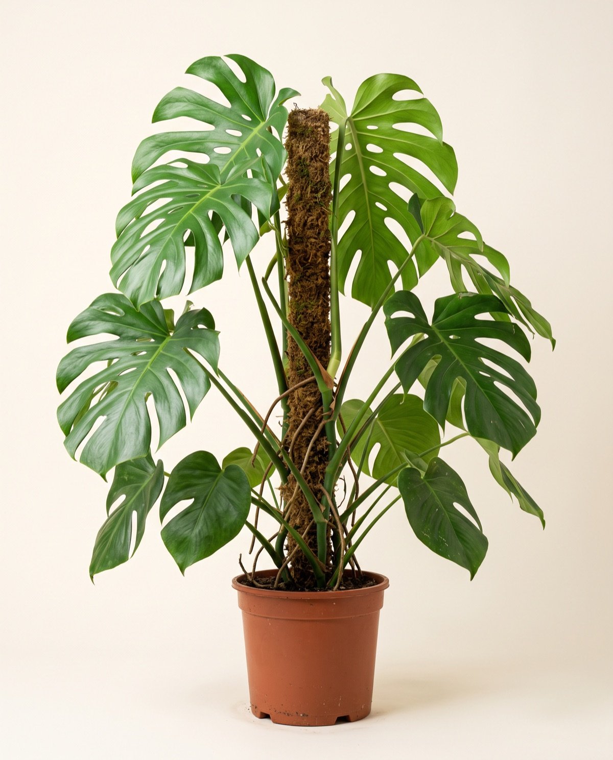 Monstera – Large (pot + moss stick)