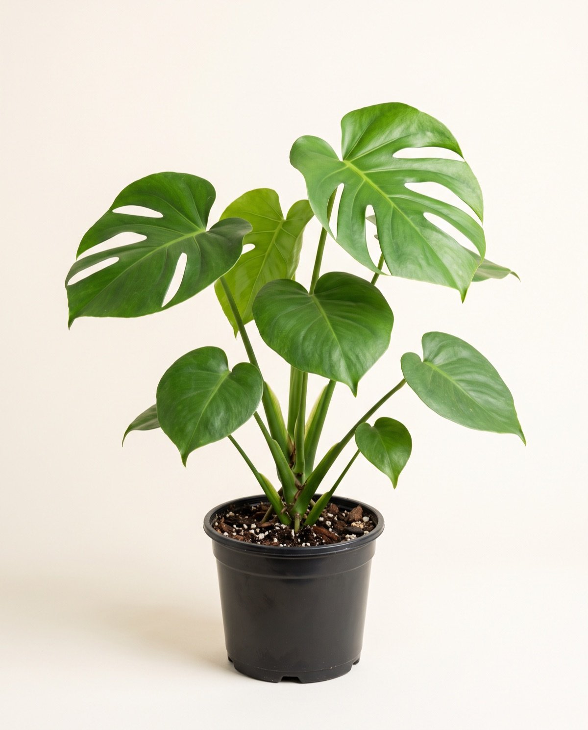 Monstera Deliciosa (5-inch pot)