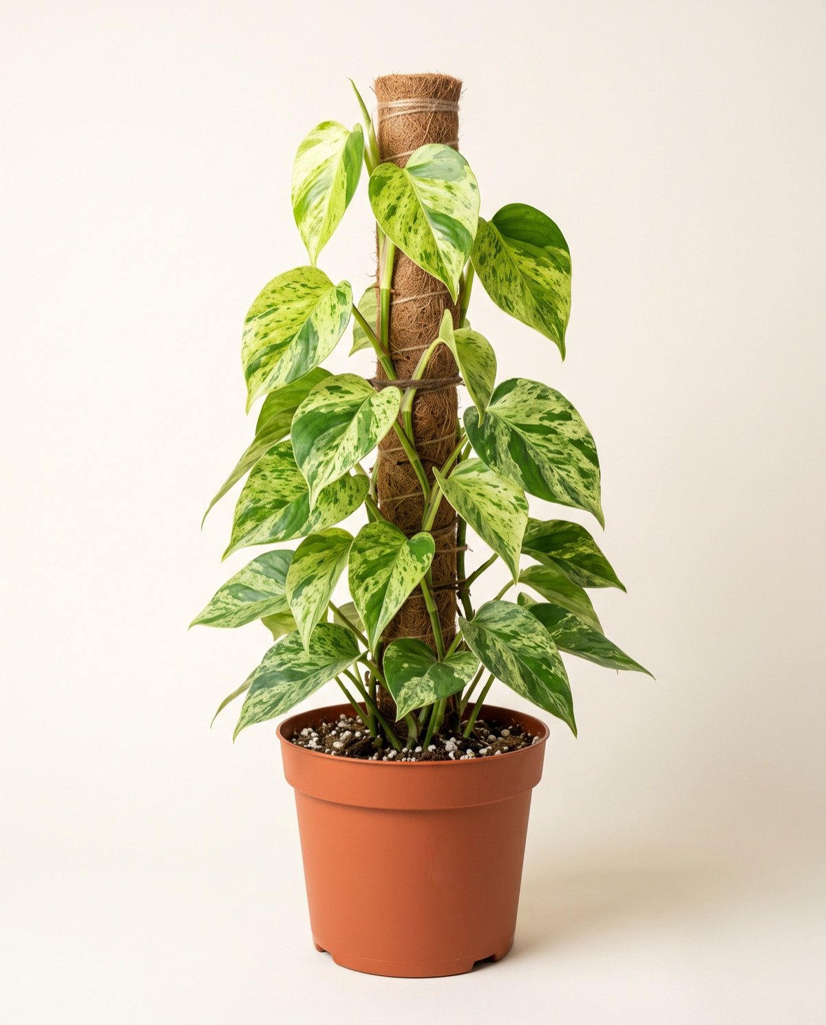 Oxycardium Brasil – Variegated (8-inch pot, moss stick)