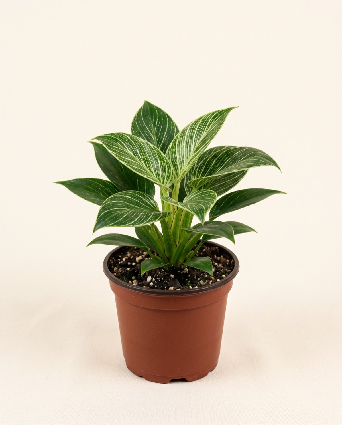 Philodendron – Birkin (5-inch pot)