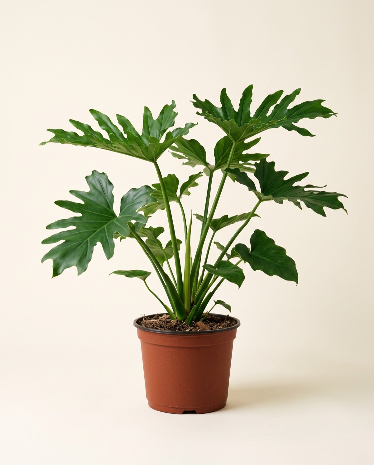 Philodendron – Kerala (8-inch pot)