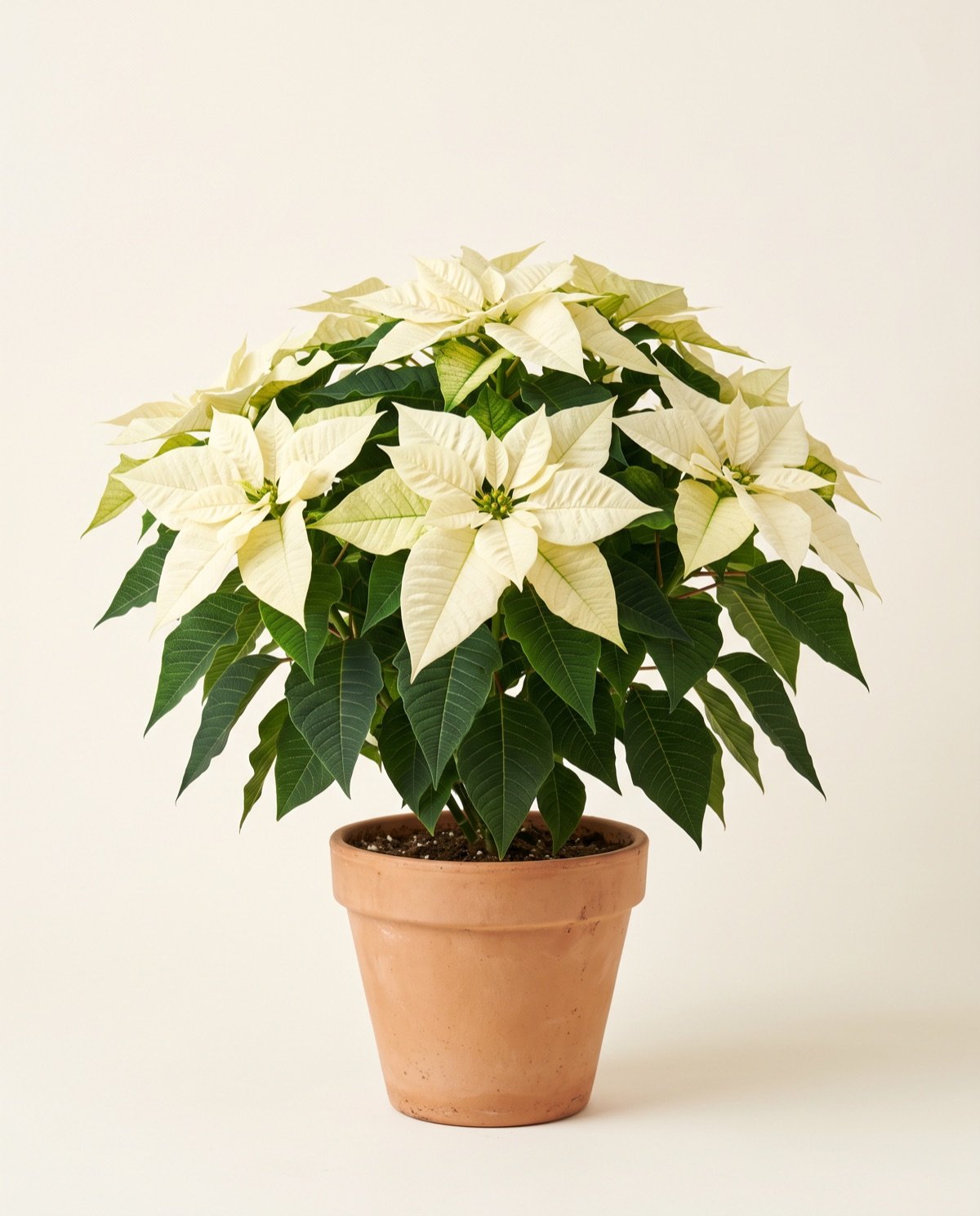 Poinsettia – White (large, with 10-inch pot)