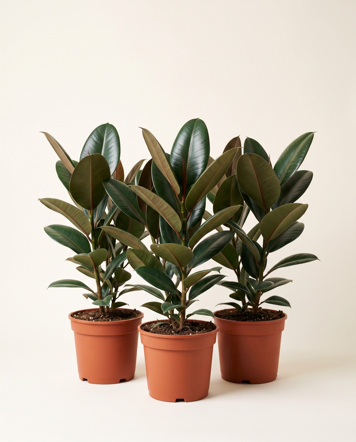 Pack of 3 – Rubber Plants (with pot)