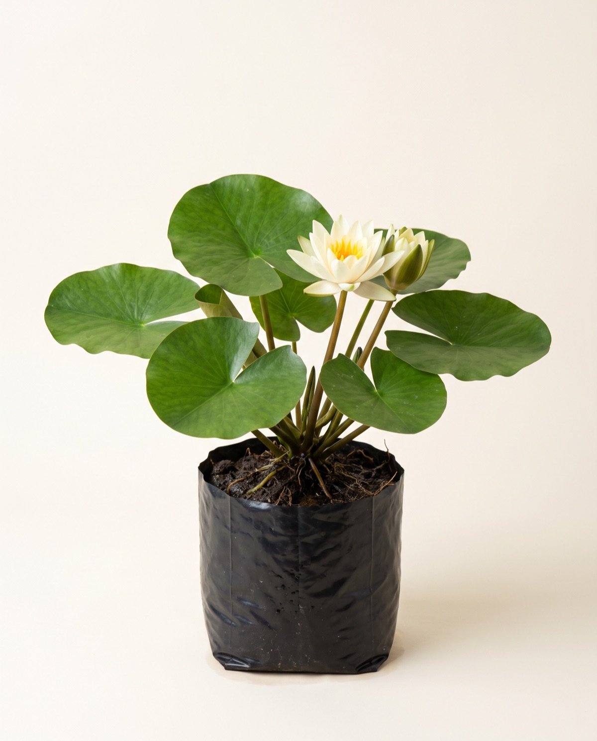 Water Lily – Large (permanent, frequent flower, without pot)
